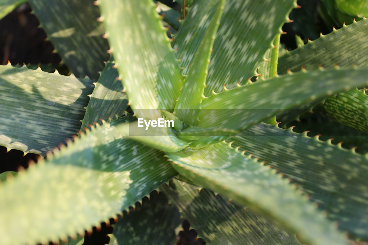 FULL FRAME SHOT OF SUCCULENT PLANT