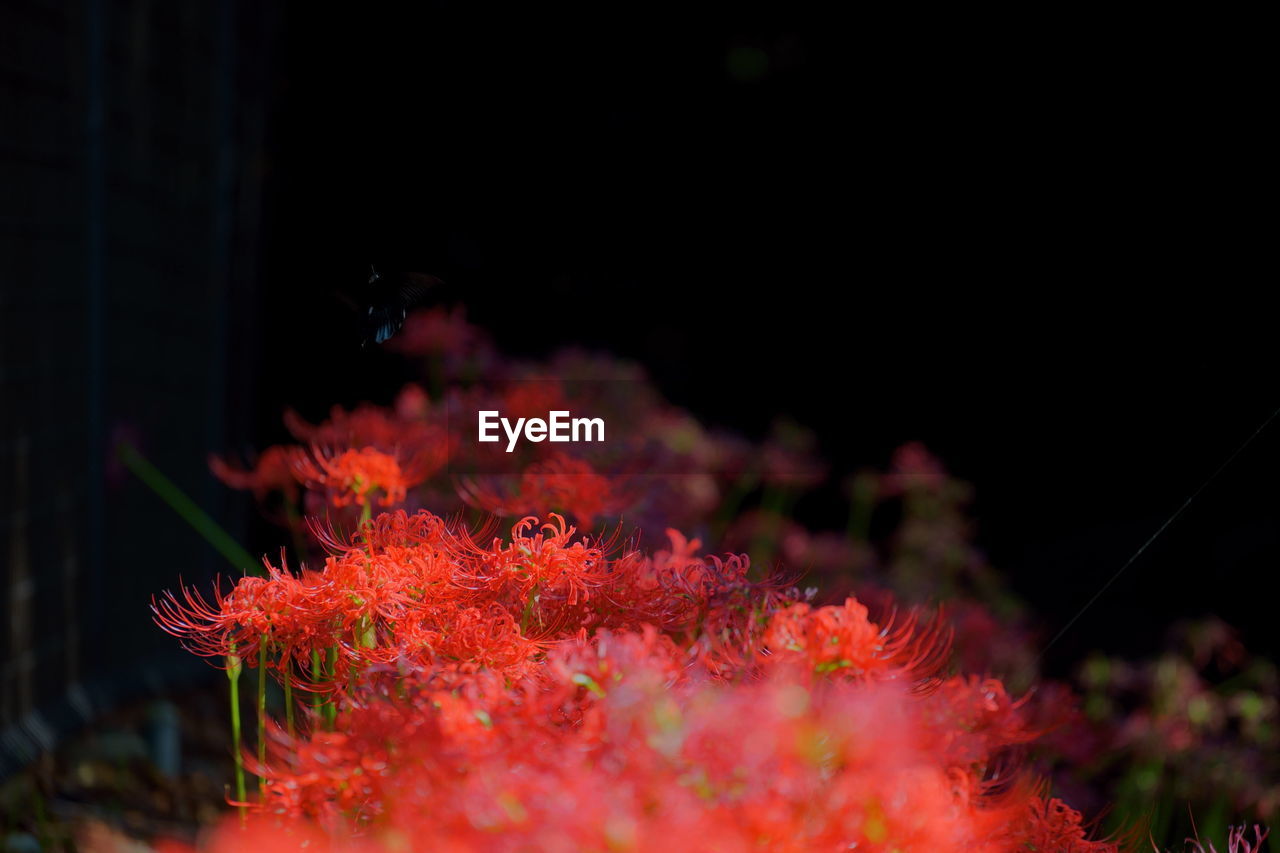 Close-up of red flowering plant at night