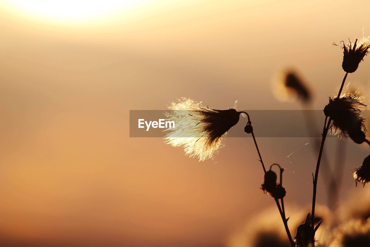 Close-up of silhouette dandelion against sky during sunset