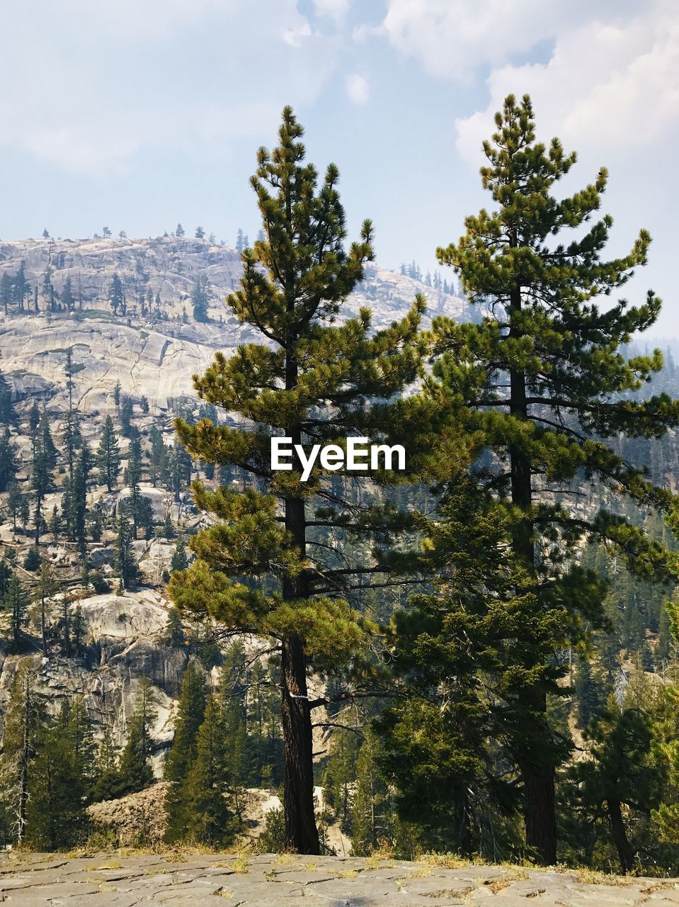 PINE TREES IN MOUNTAINS AGAINST SKY