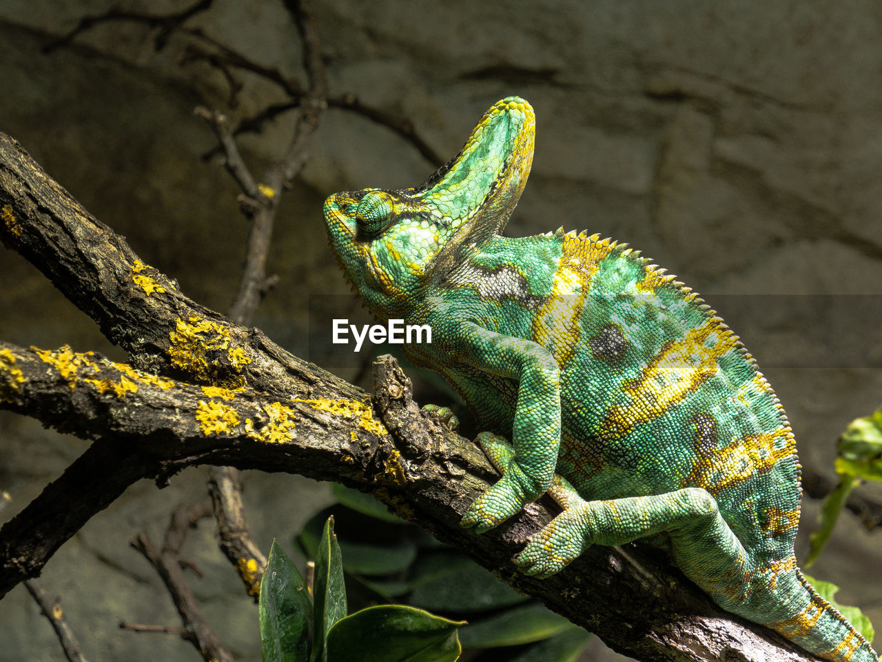 Close-up of chameleon on branch