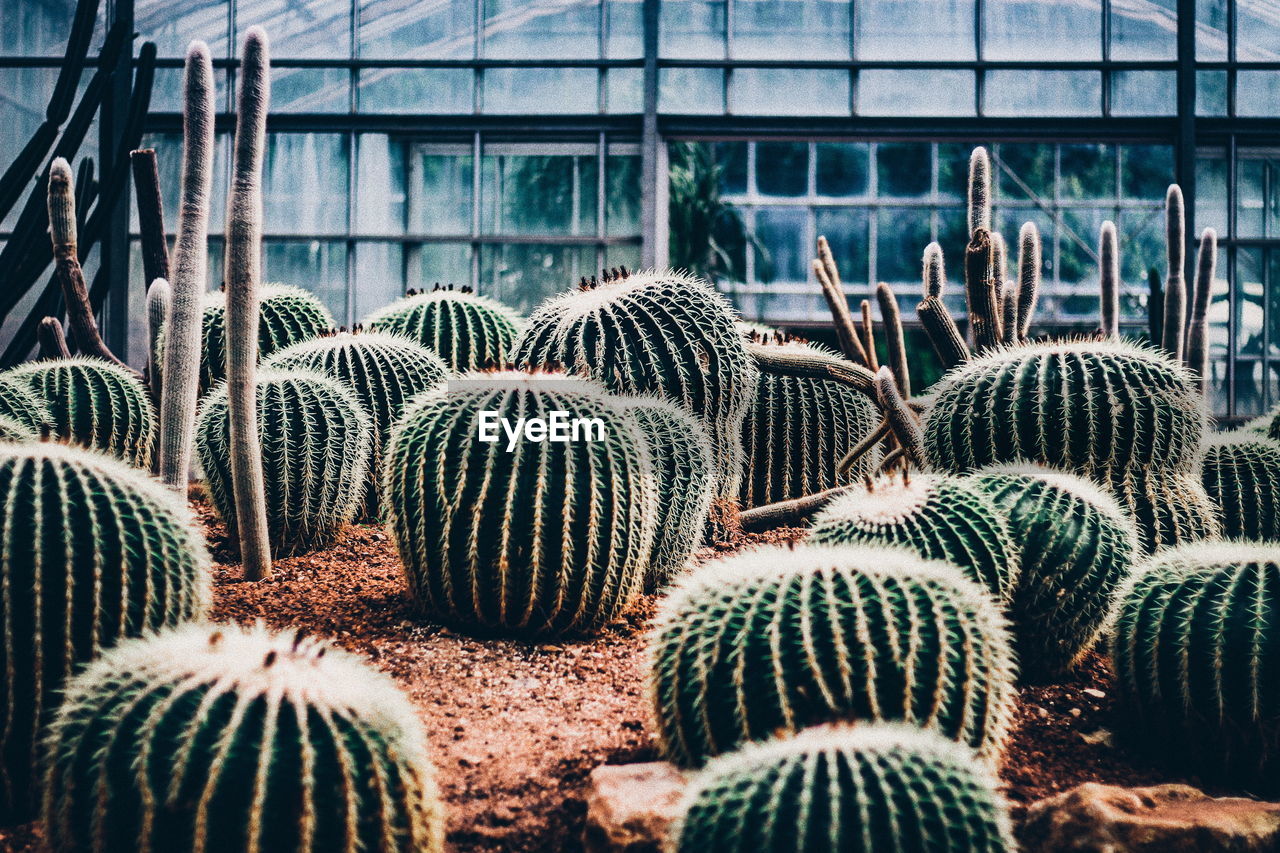 Cactus plants growing in greenhouse