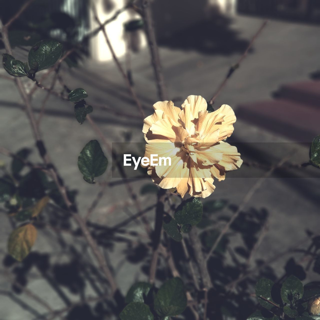 CLOSE-UP OF YELLOW FLOWER BLOOMING