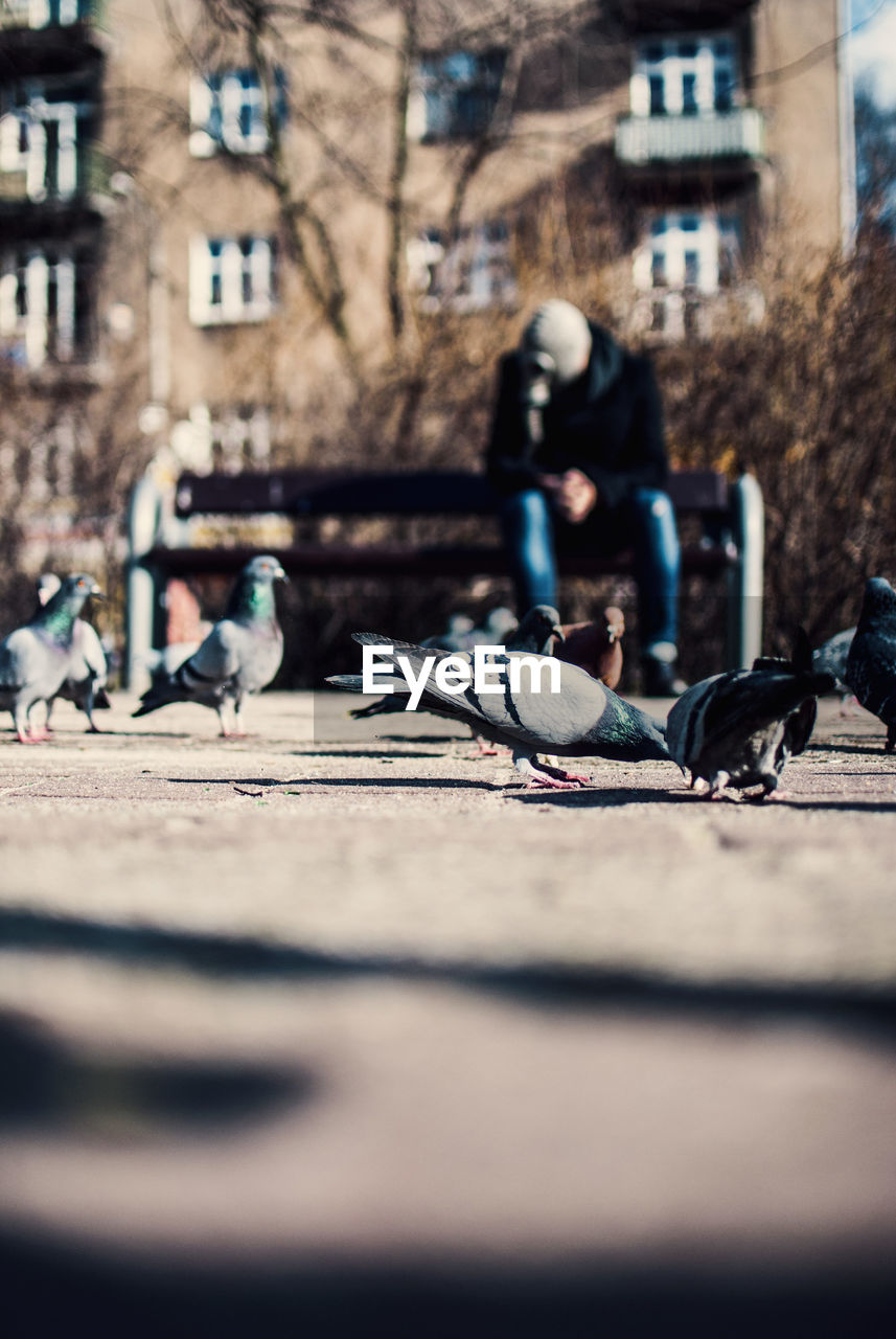 Surface level view of pigeons on footpath against man sitting on bench