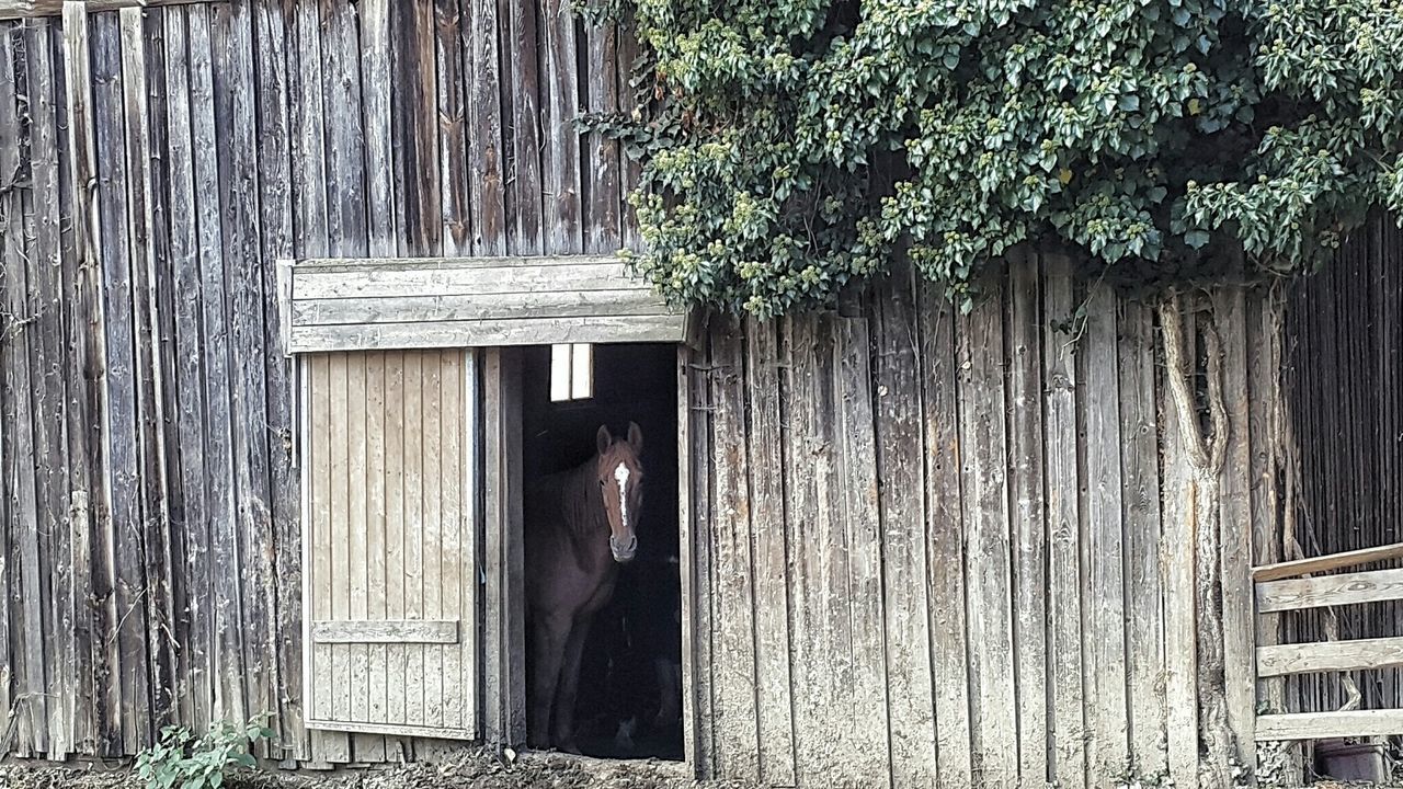 Horse standing in wooden stable