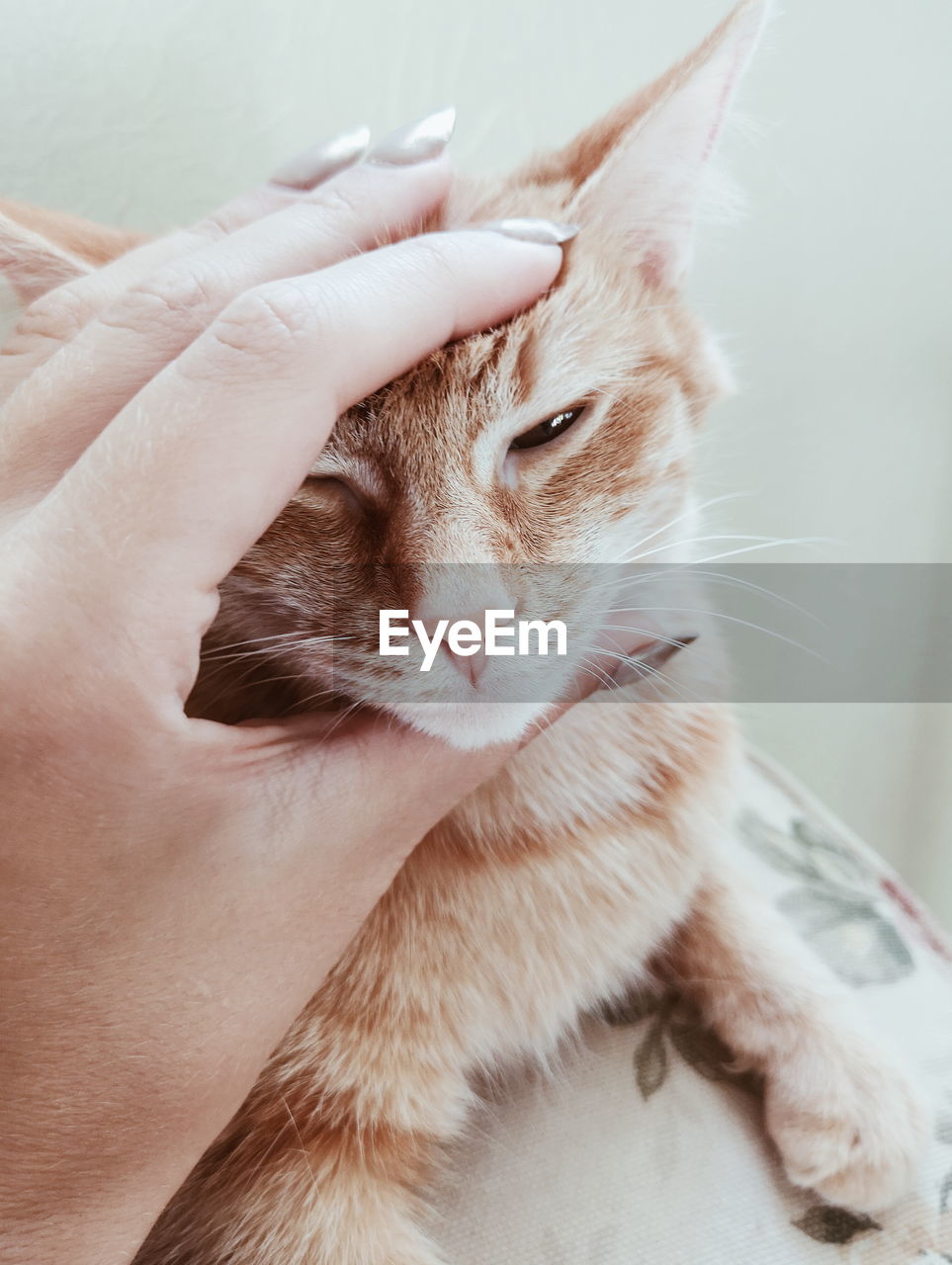 CLOSE-UP OF A CAT HAND