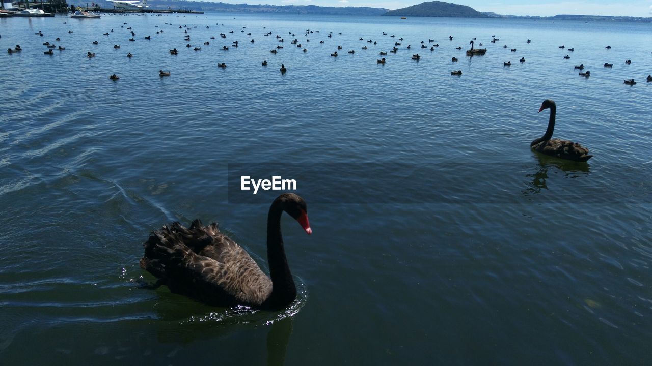 DUCKS SWIMMING IN WATER