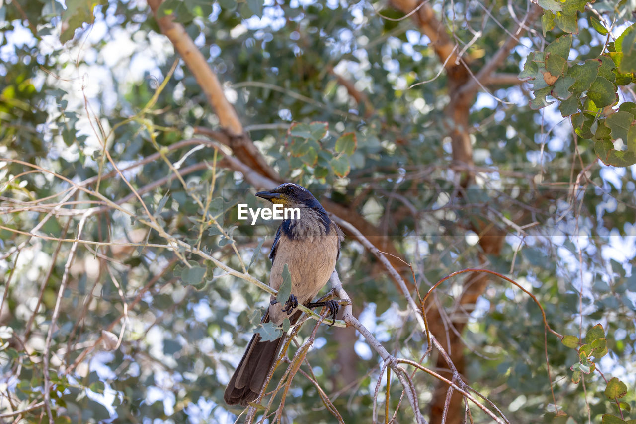 animal wildlife, animal themes, animal, bird, wildlife, tree, plant, one animal, branch, perching, nature, low angle view, no people, beauty in nature, outdoors, leaf, focus on foreground, plant part, growth, day