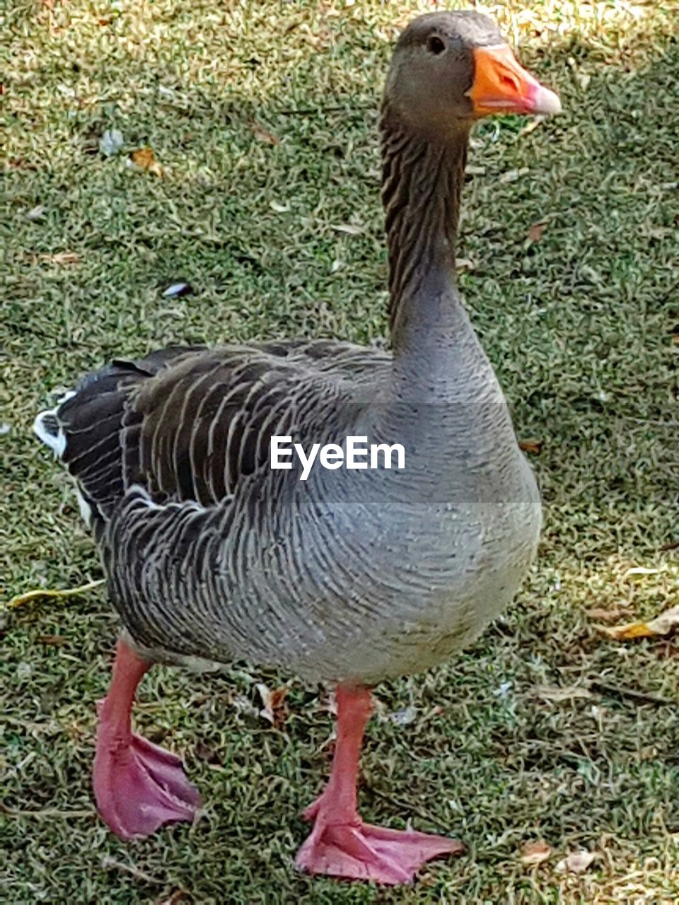 CLOSE-UP OF A PEACOCK