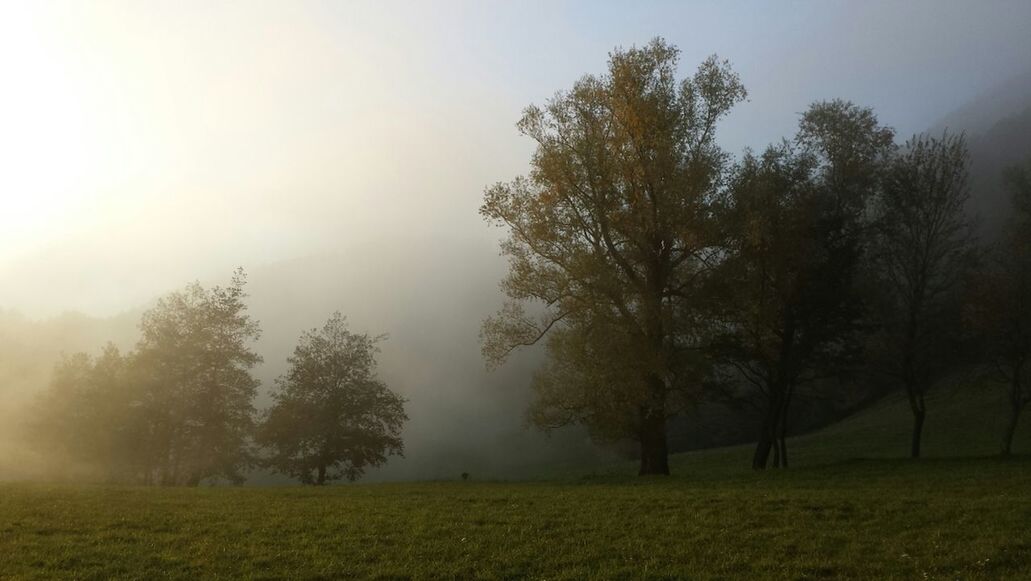 SCENIC VIEW OF GRASSY FIELD IN FOGGY WEATHER