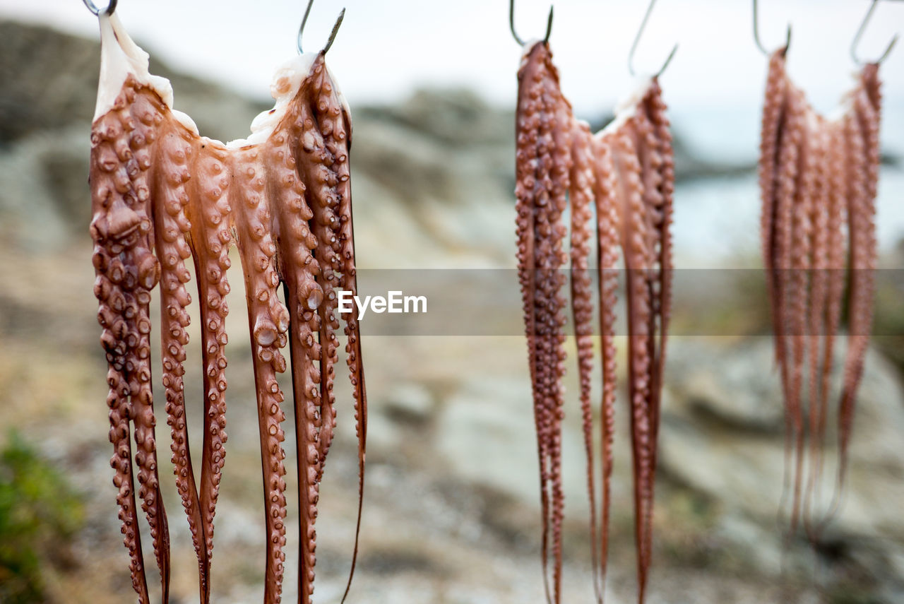 Close-up of tentacles drying on hooks