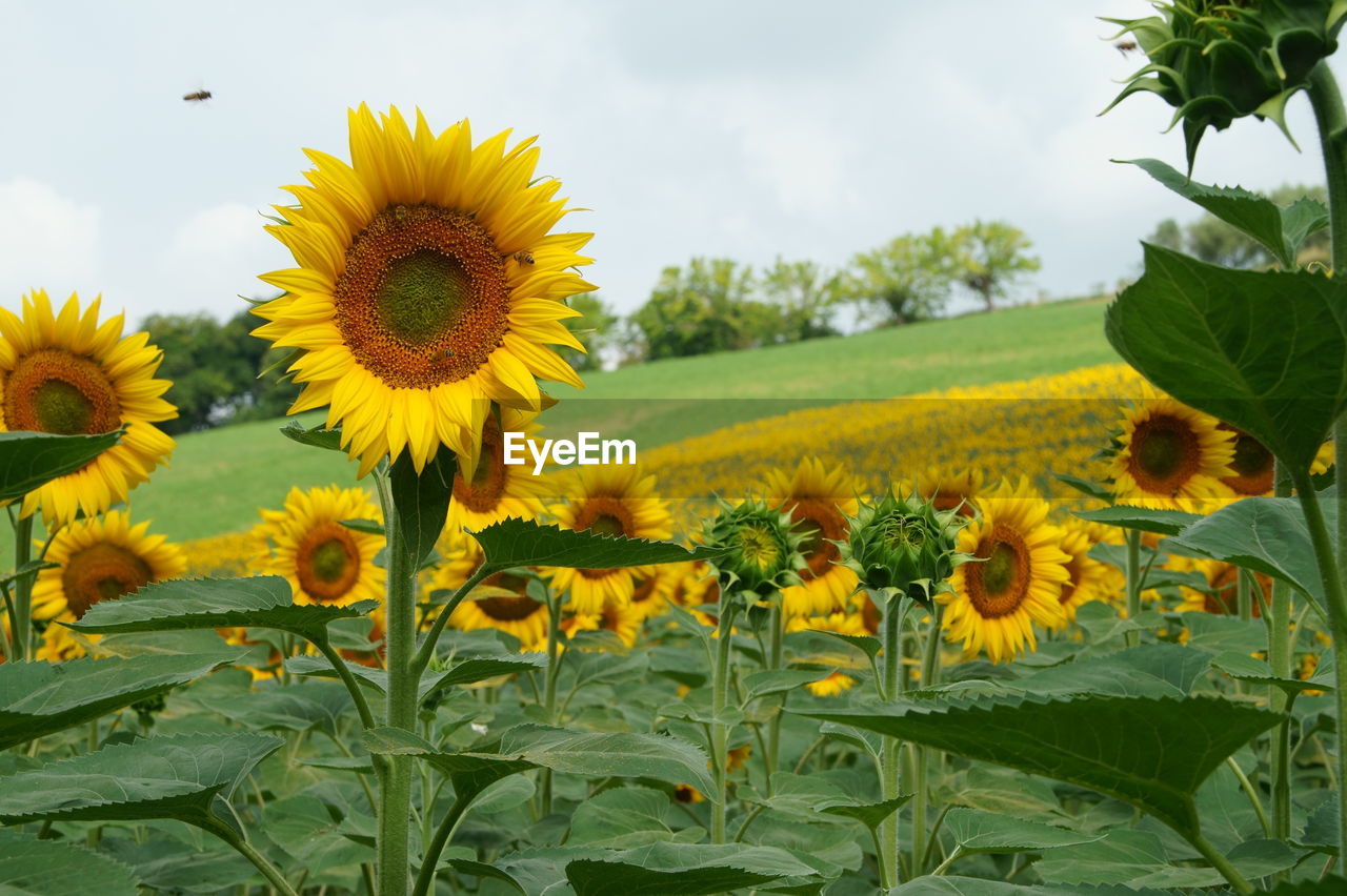 Sunflowers blooming on field against sky