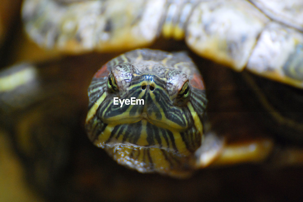 Close-up of turtle in sea