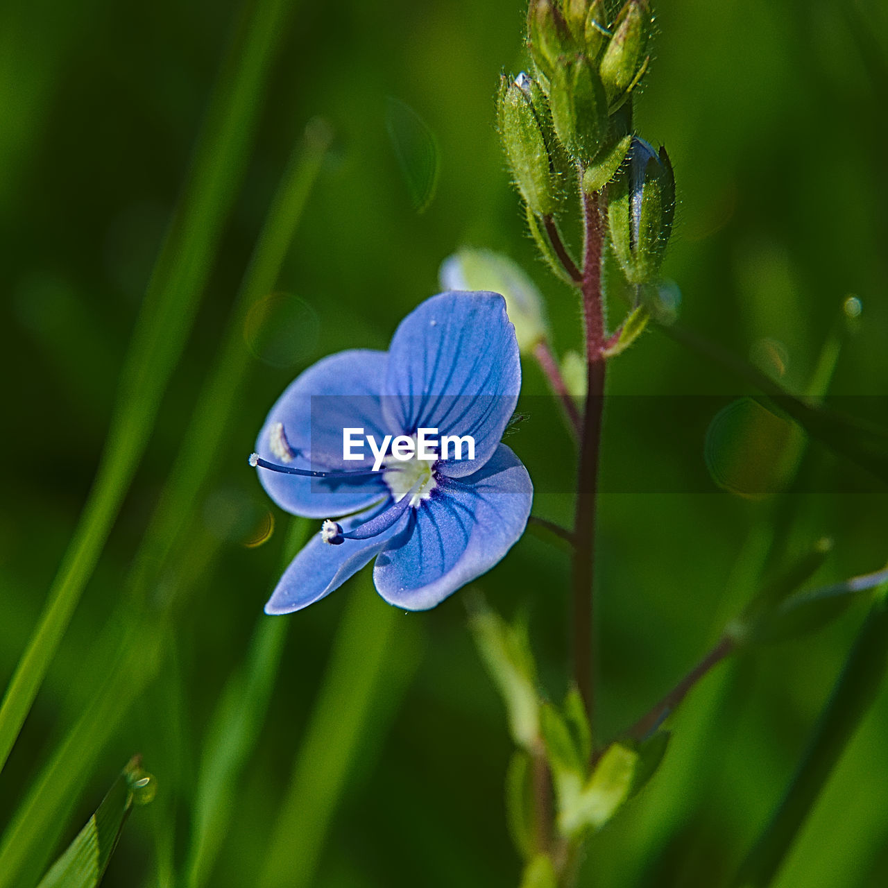 CLOSE-UP OF BLUE FLOWER BLOOMING