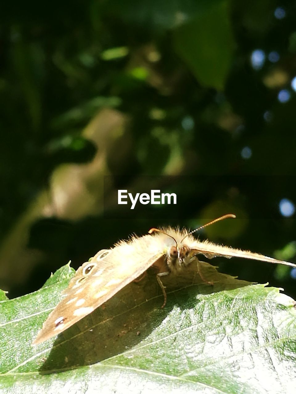 CLOSE-UP OF SPIDER ON WEB