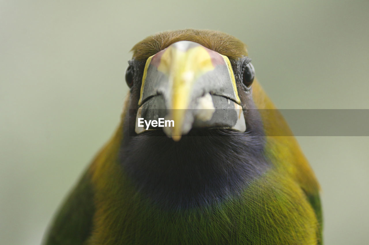 Close-up detail of green feathers of northern emerald-toucanet