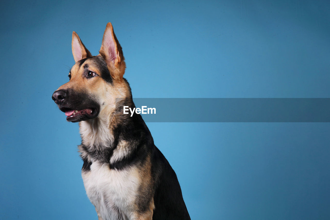 CLOSE-UP OF A DOG LOOKING AWAY