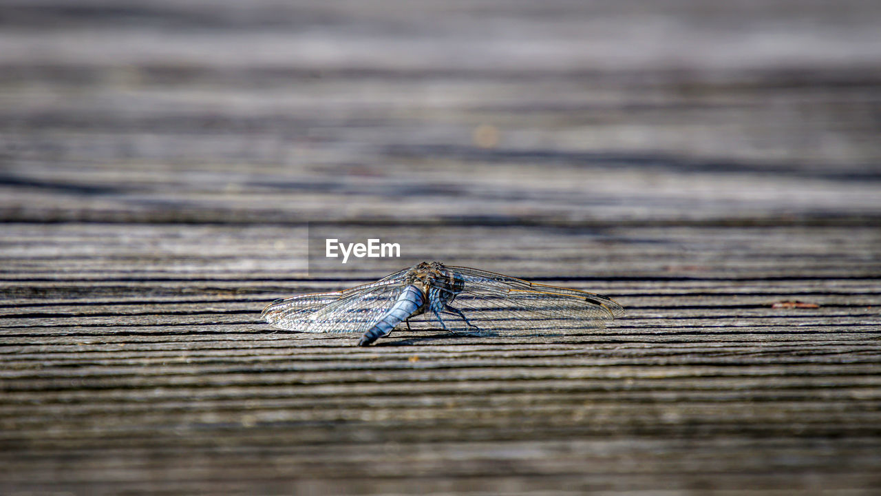 Close-up of dragonfly back and wings on wooden plank