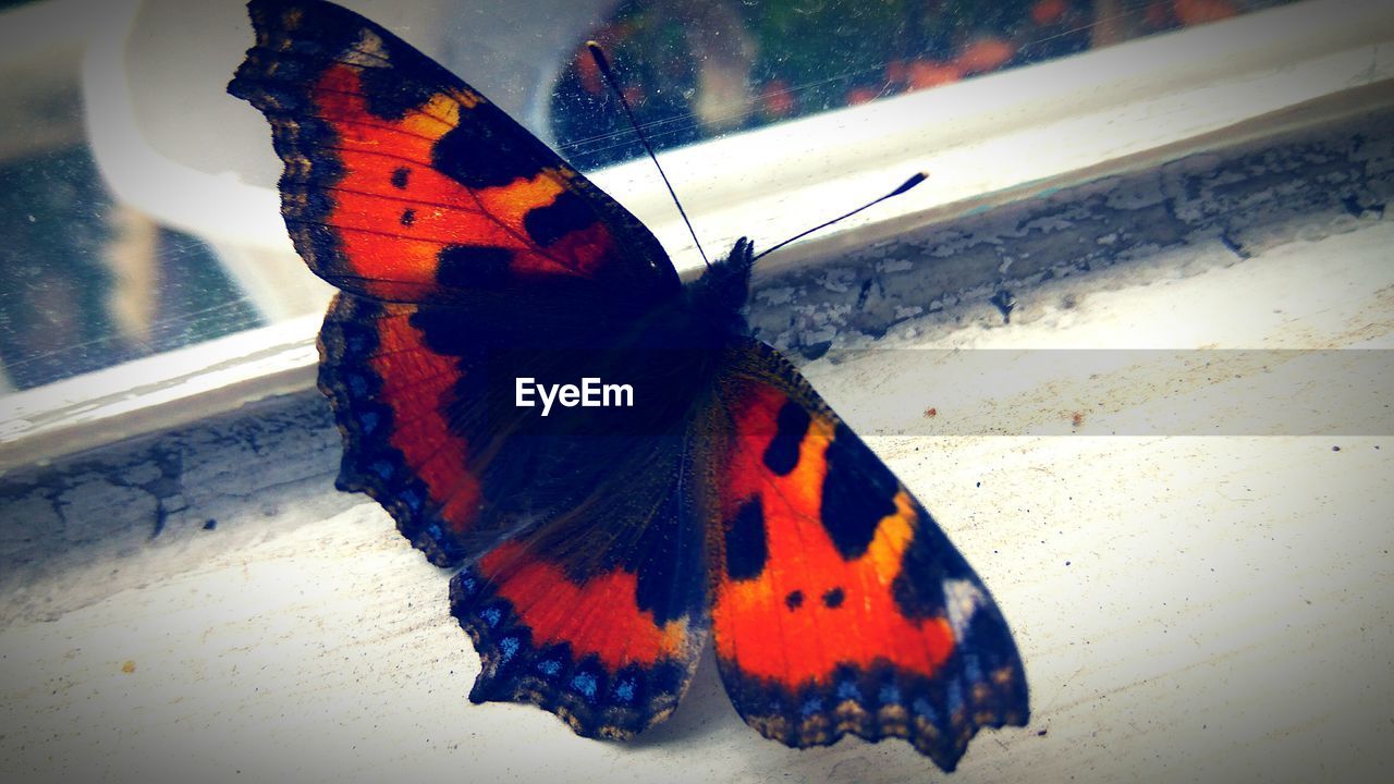 HIGH ANGLE VIEW OF BUTTERFLY ON LEAF