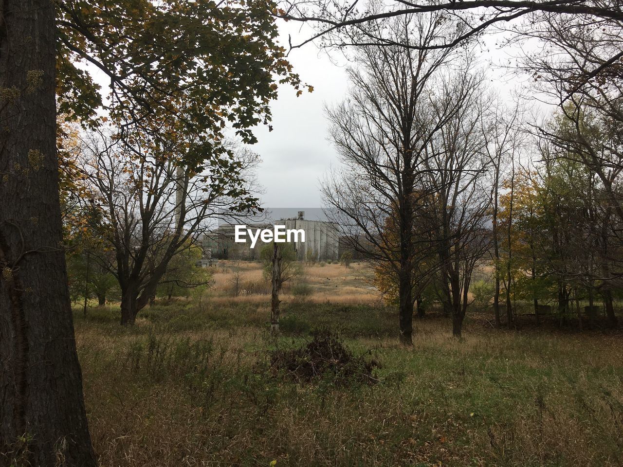 BARE TREES ON FIELD IN FOREST