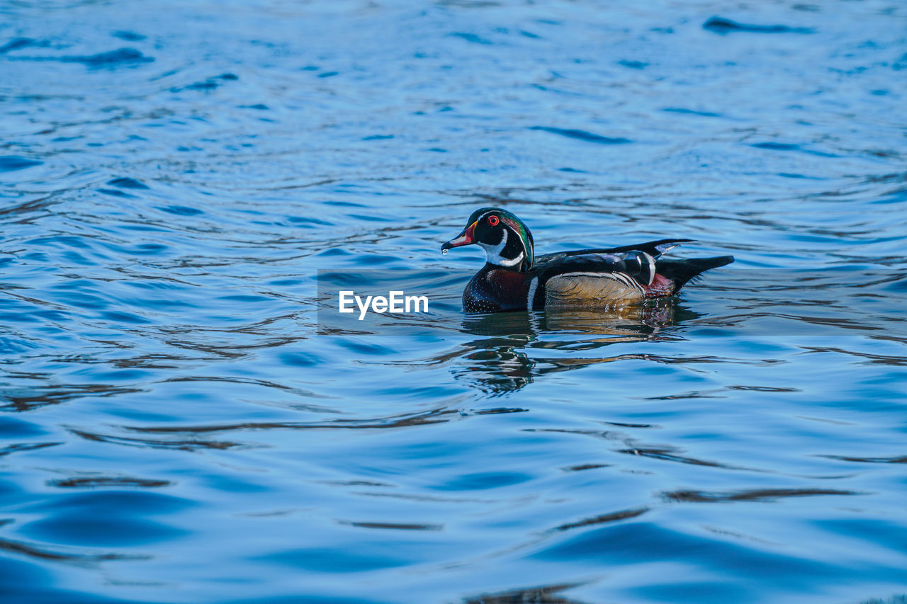 Duck swimming in lake