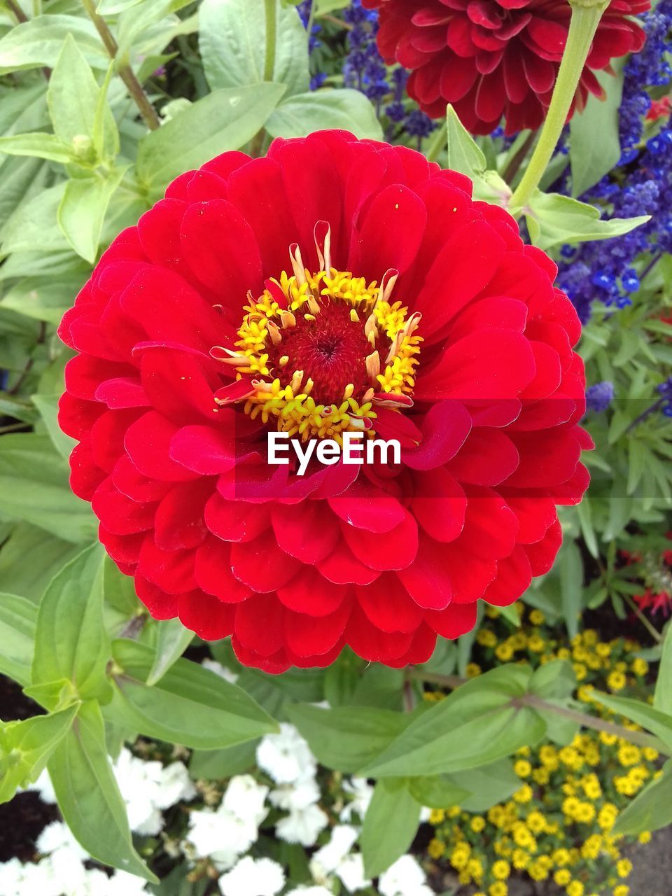 CLOSE-UP OF RED ROSE FLOWER