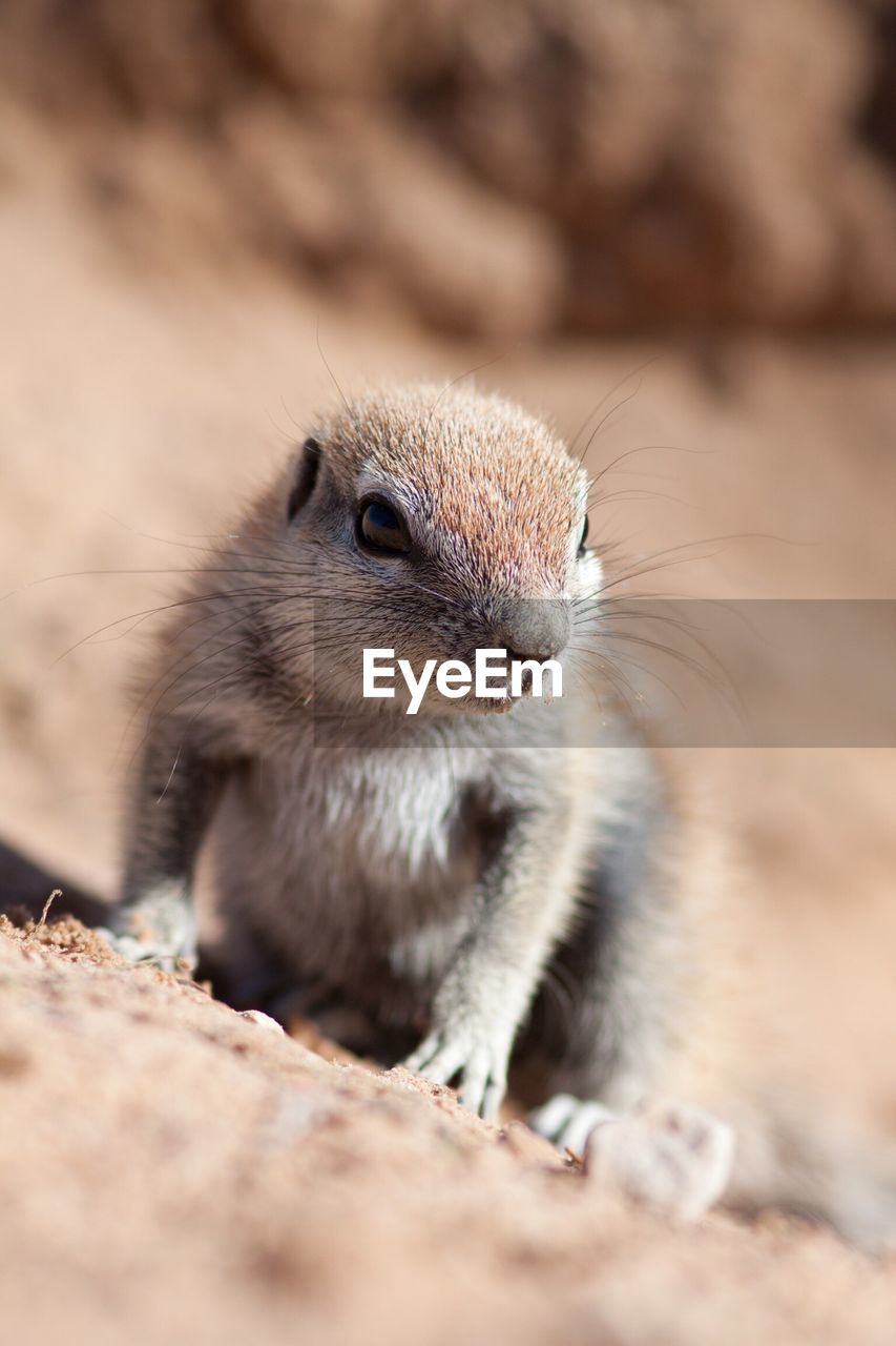 Close-up of gopher