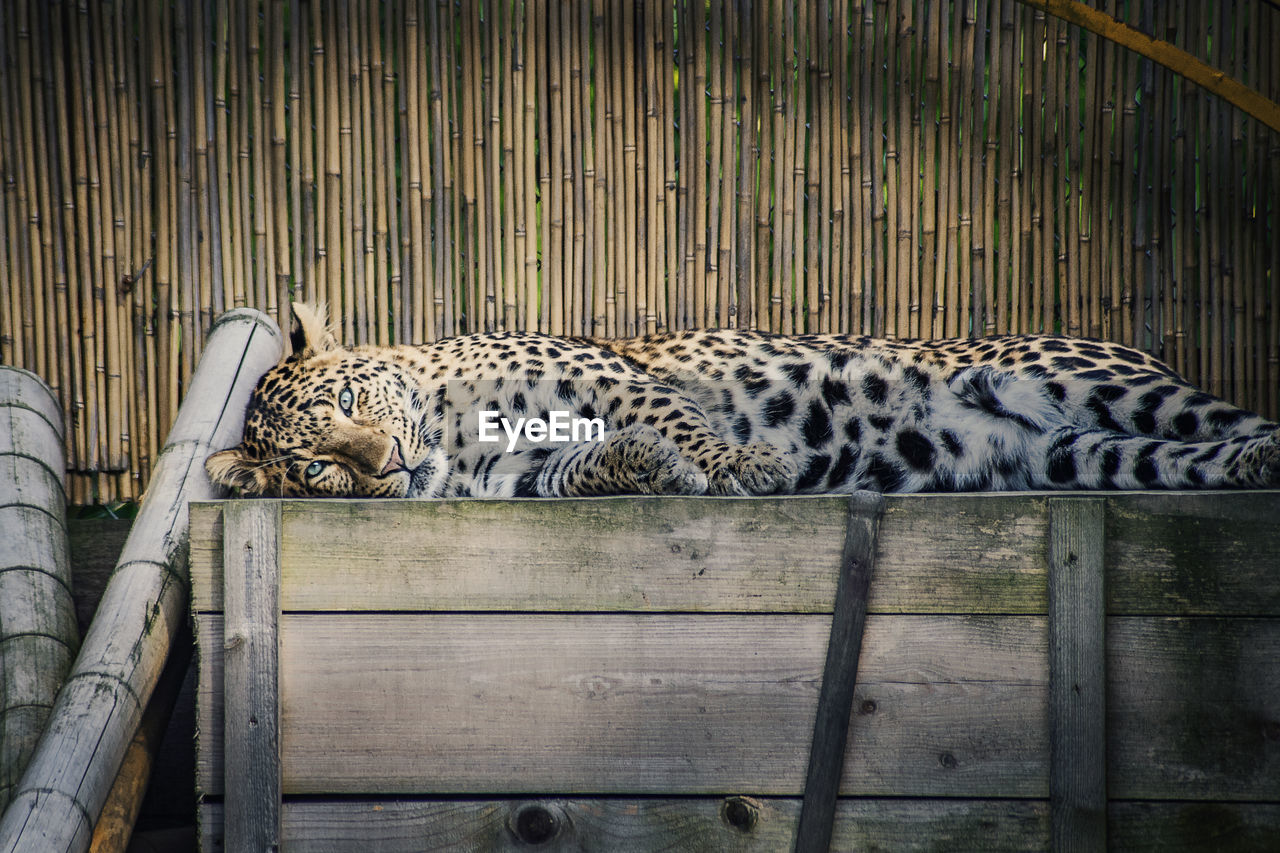 Bin cat sleeping in a zoo