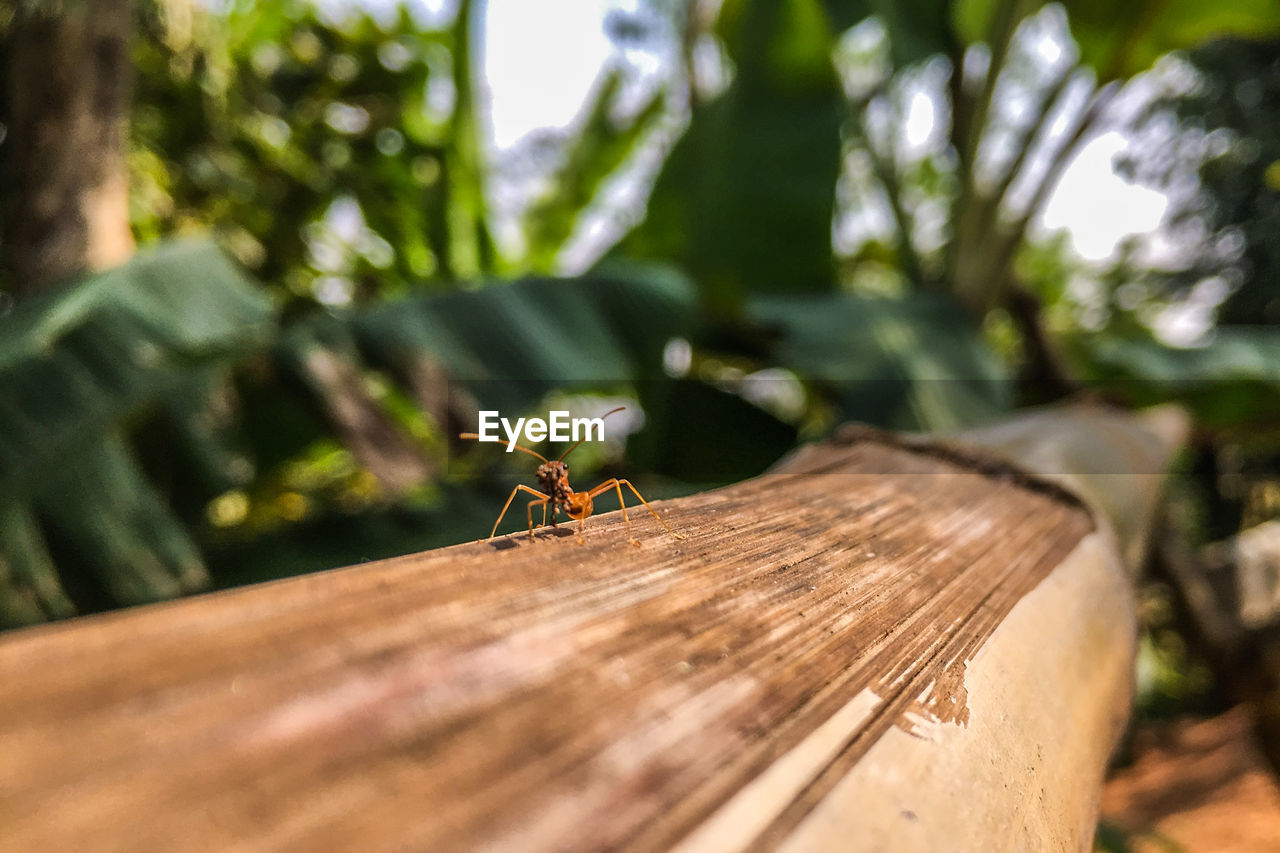 Close-up of ant on wood