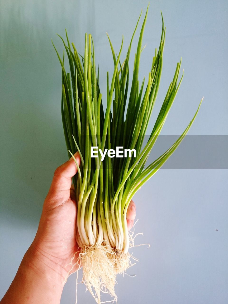 Cropped hand of person holding scallions against wall