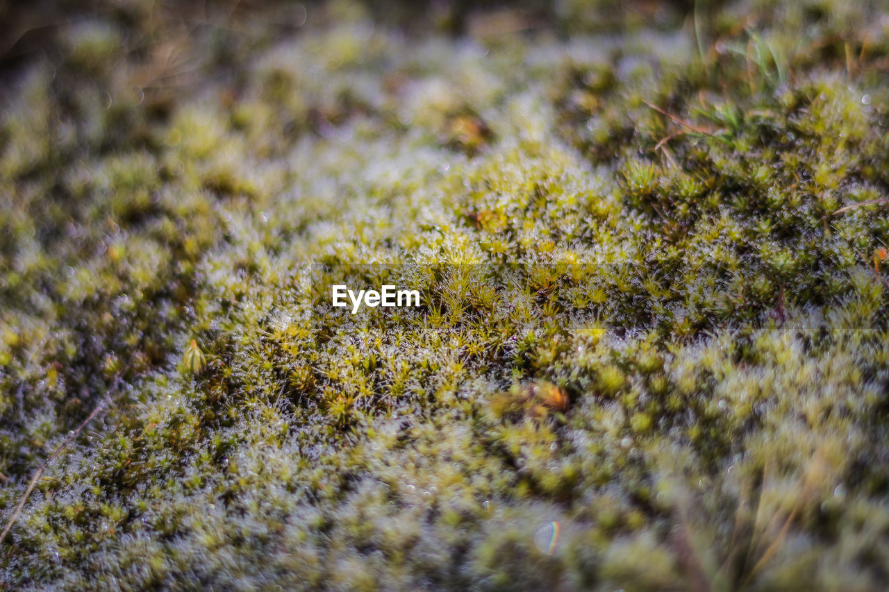 Full frame shot of moss growing on field