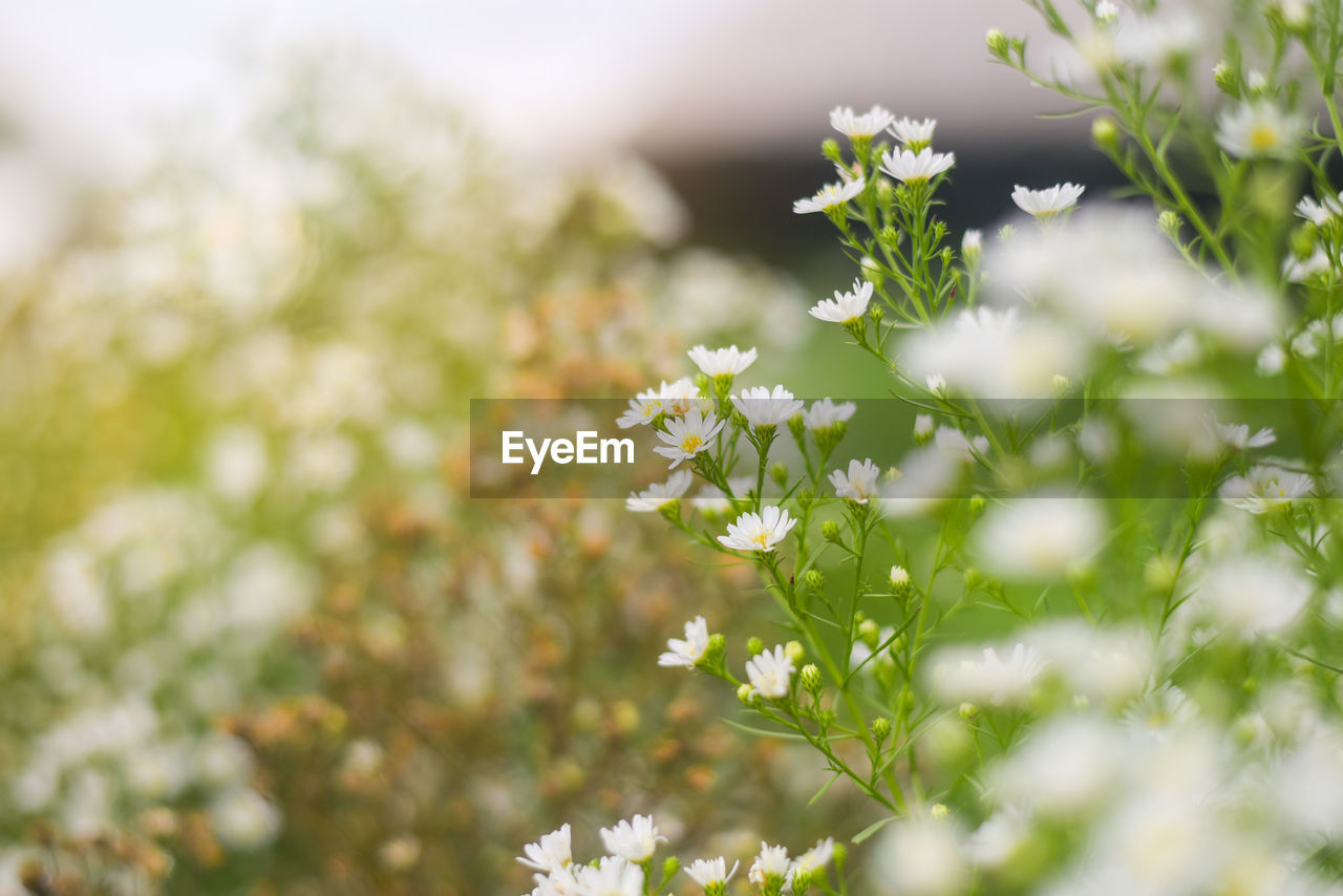 Close-up of white flowering plant on field