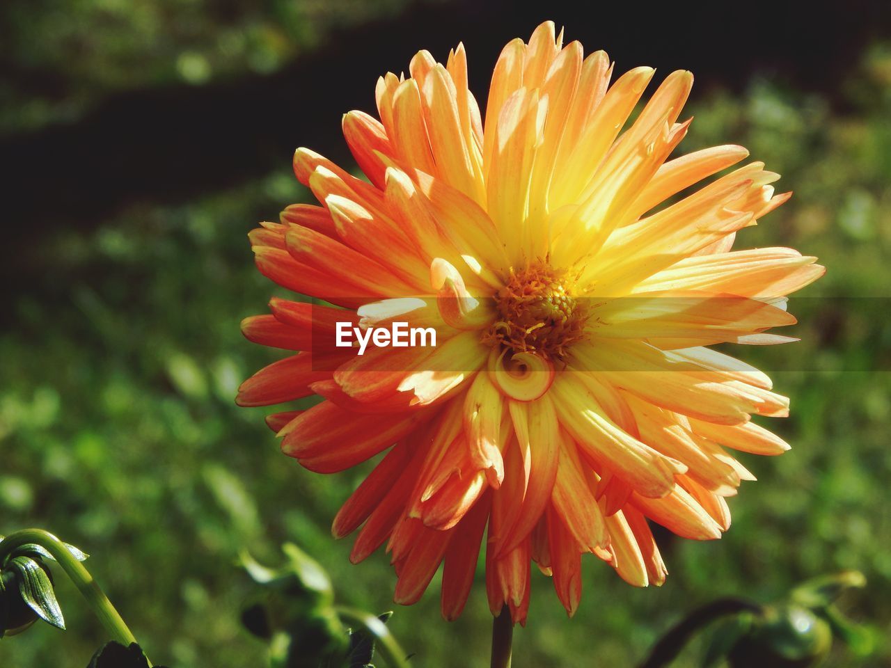 CLOSE-UP OF ORANGE DAISY FLOWER