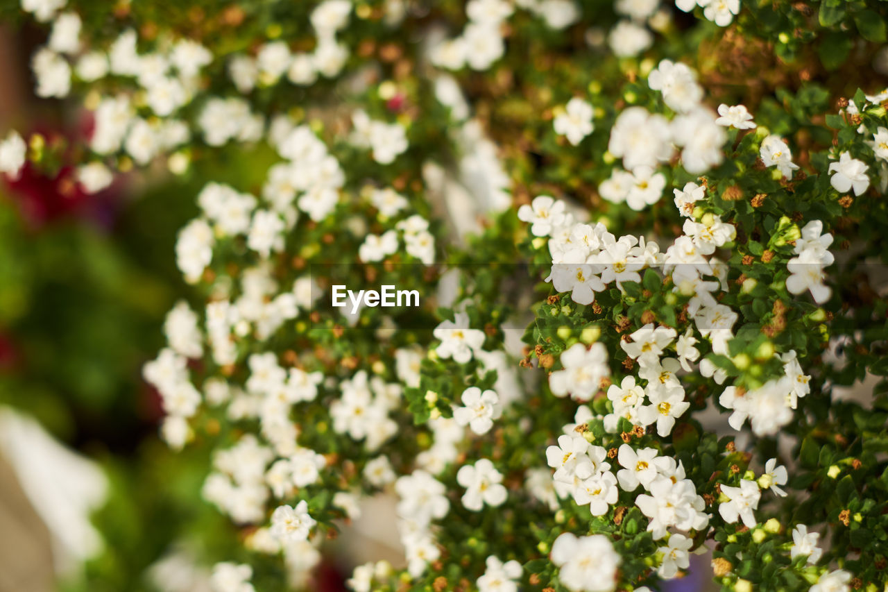 CLOSE-UP OF WHITE FLOWERING TREE