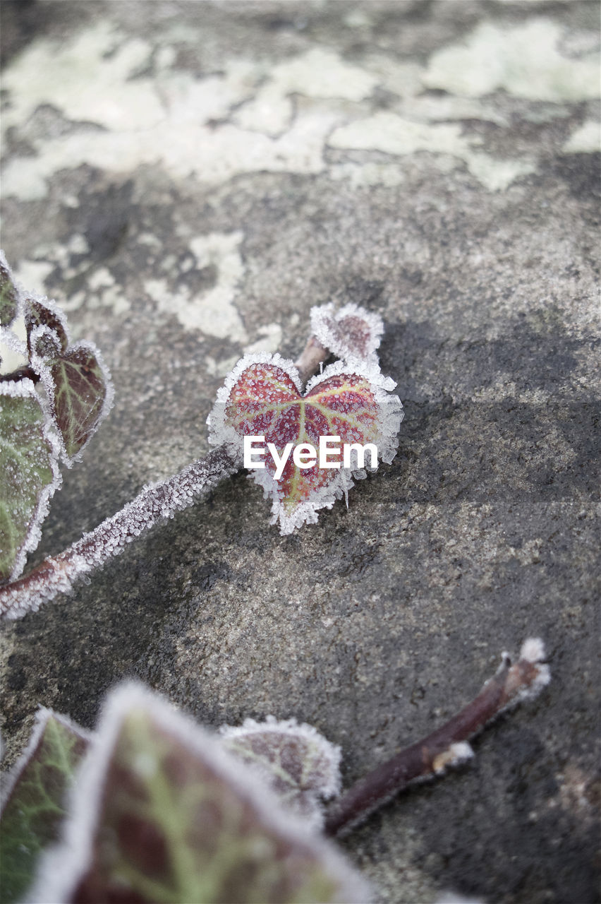 Close-up of frozen leaves on rock