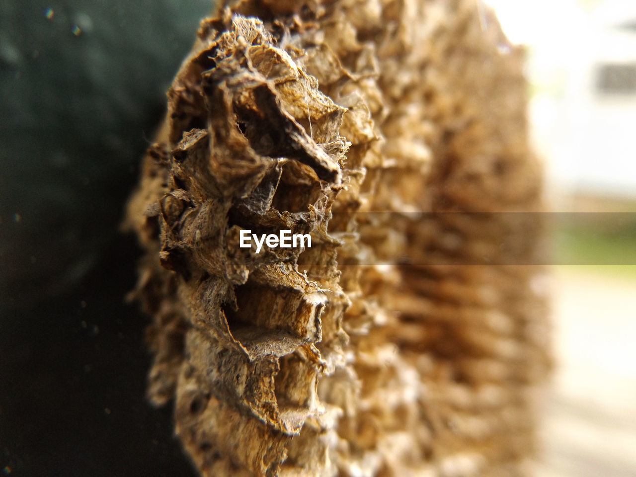 Close-up of dry beehive