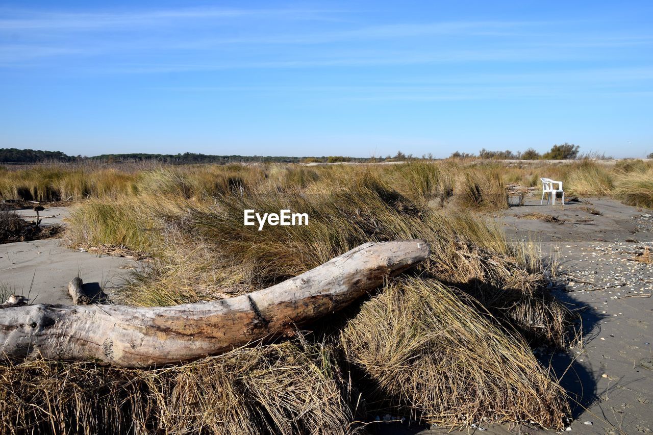 natural environment, nature, sky, plant, land, wilderness, landscape, environment, day, no people, grass, rural area, sea, tree, scenics - nature, tranquility, coast, geology, rock, non-urban scene, blue, outdoors, tranquil scene, clear sky, beauty in nature, sunlight, field, dry, shore, wood, remote