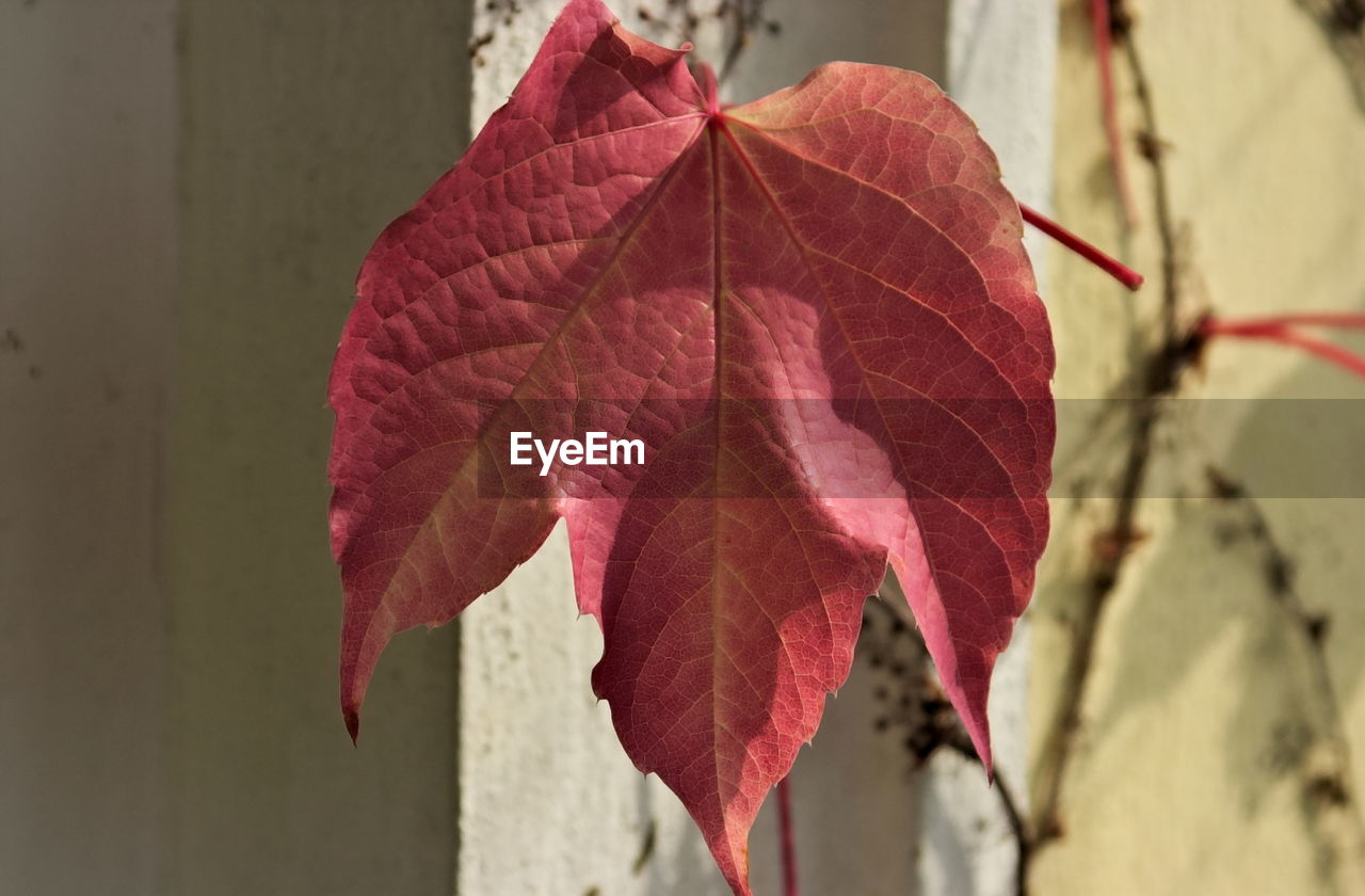Close-up of red maple leaves