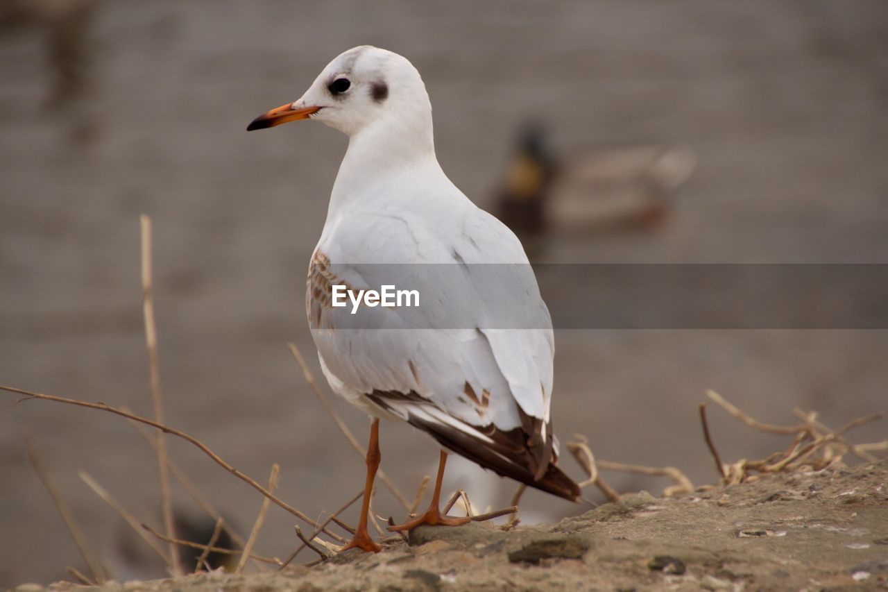 Close-up of seagull perching outdoors