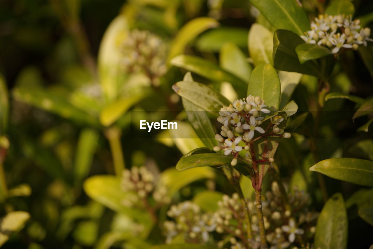 Close-up of flowering plant