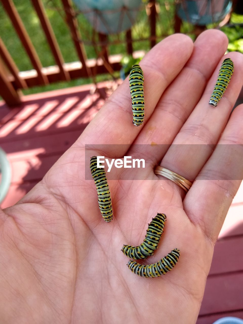 hand, one person, finger, green, jewelry, nail, close-up, ring, pattern, focus on foreground, holding, animal, adult, day, fashion accessory, animal themes, yellow, nature, manicure, women, outdoors, lifestyles, animal wildlife, insect, caterpillar, high angle view, reptile, one animal, moths and butterflies