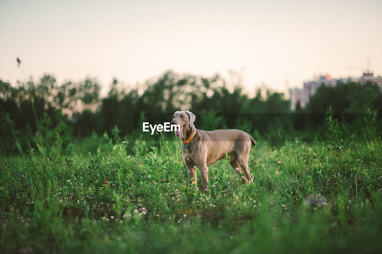 DOG STANDING ON FIELD