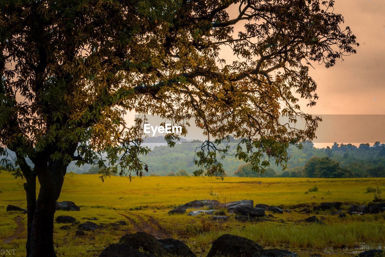 Trees on field against sky