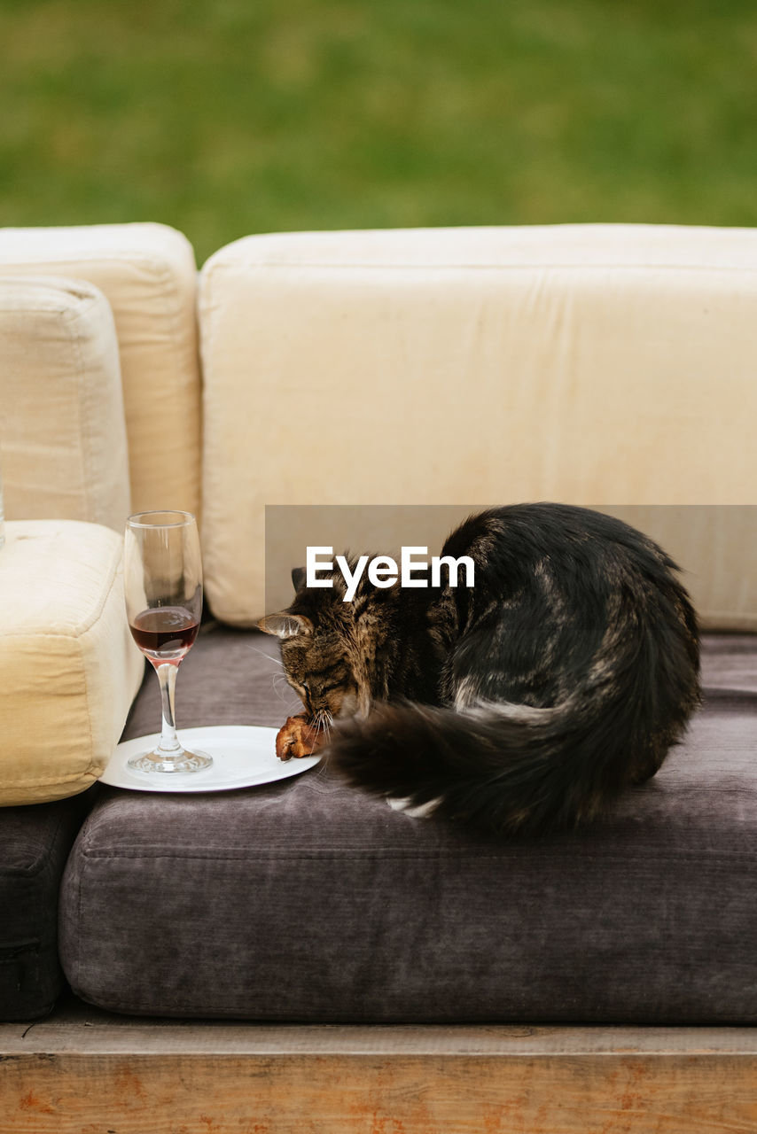 portrait of cat sitting on hardwood floor