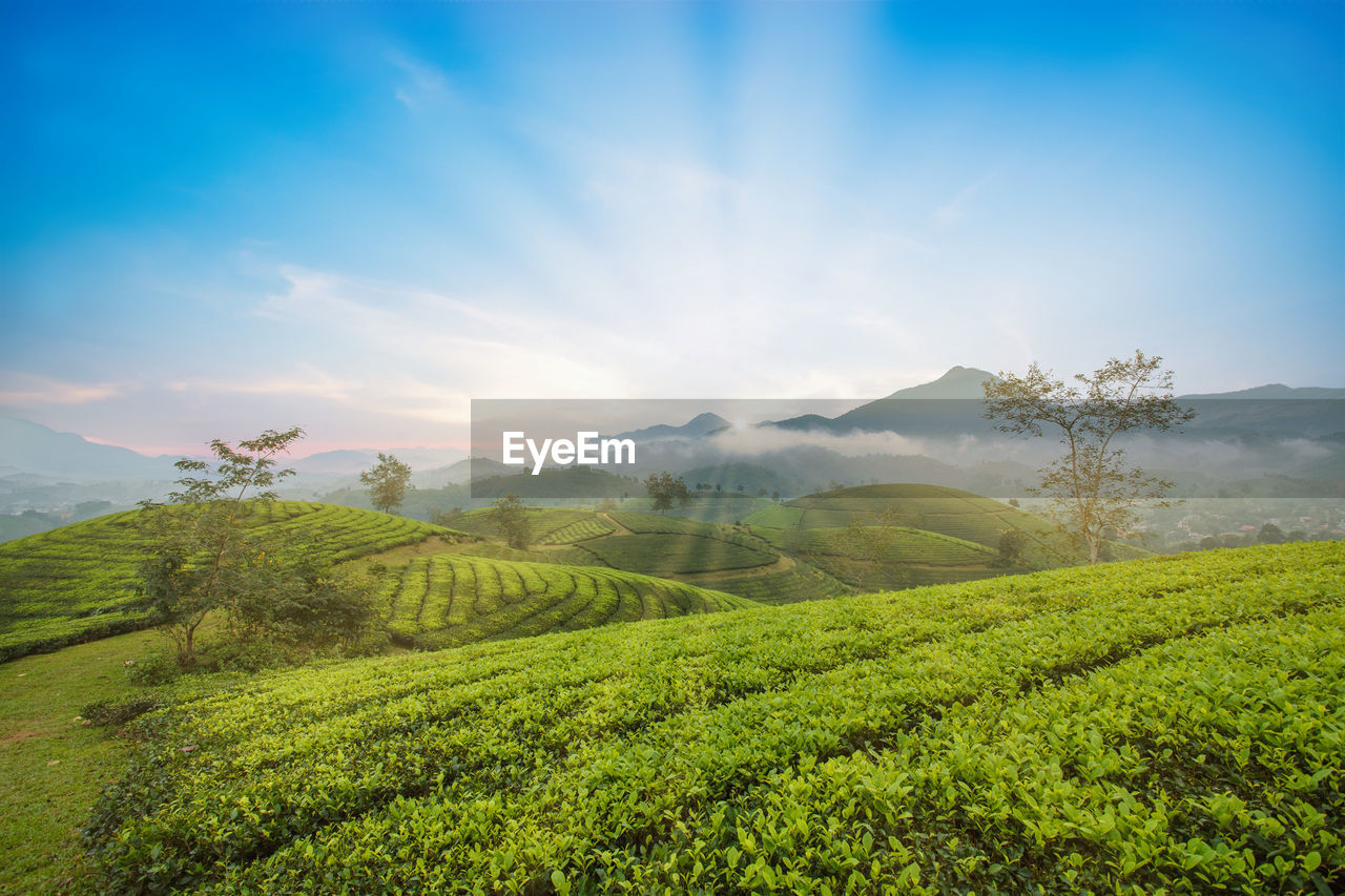 landscape, environment, nature, land, sky, plant, scenics - nature, mountain, field, beauty in nature, rural scene, crop, agriculture, tea crop, sunlight, green, flower, morning, travel, tree, sun, rural area, cloud, social issues, farm, environmental conservation, valley, blue, growth, tranquility, plantation, no people, grassland, forest, mountain range, sunrise, outdoors, food and drink, summer, meadow, fog, travel destinations, tourism, sunbeam, freshness, darjeeling tea, tropical climate, tropical tree, assam tea, tranquil scene, high up, plateau, foliage, lush foliage, holiday, plant part