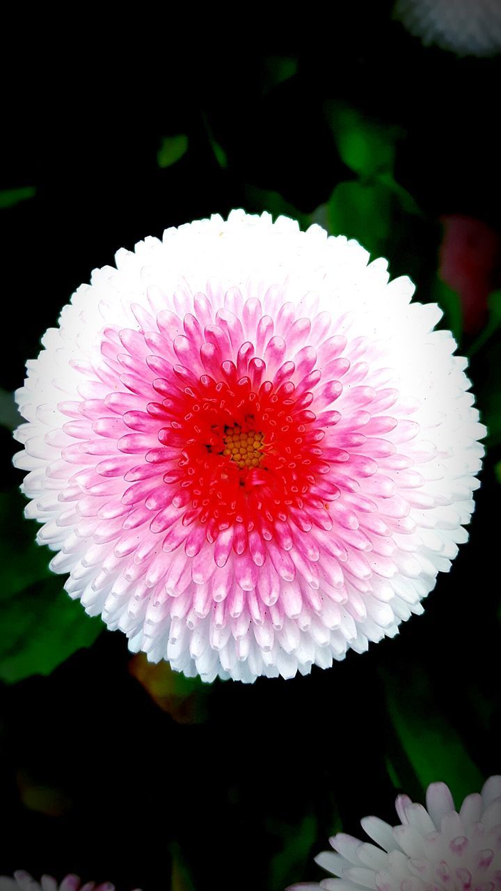 CLOSE-UP OF PINK FLOWER BLOOMING IN BLACK BACKGROUND