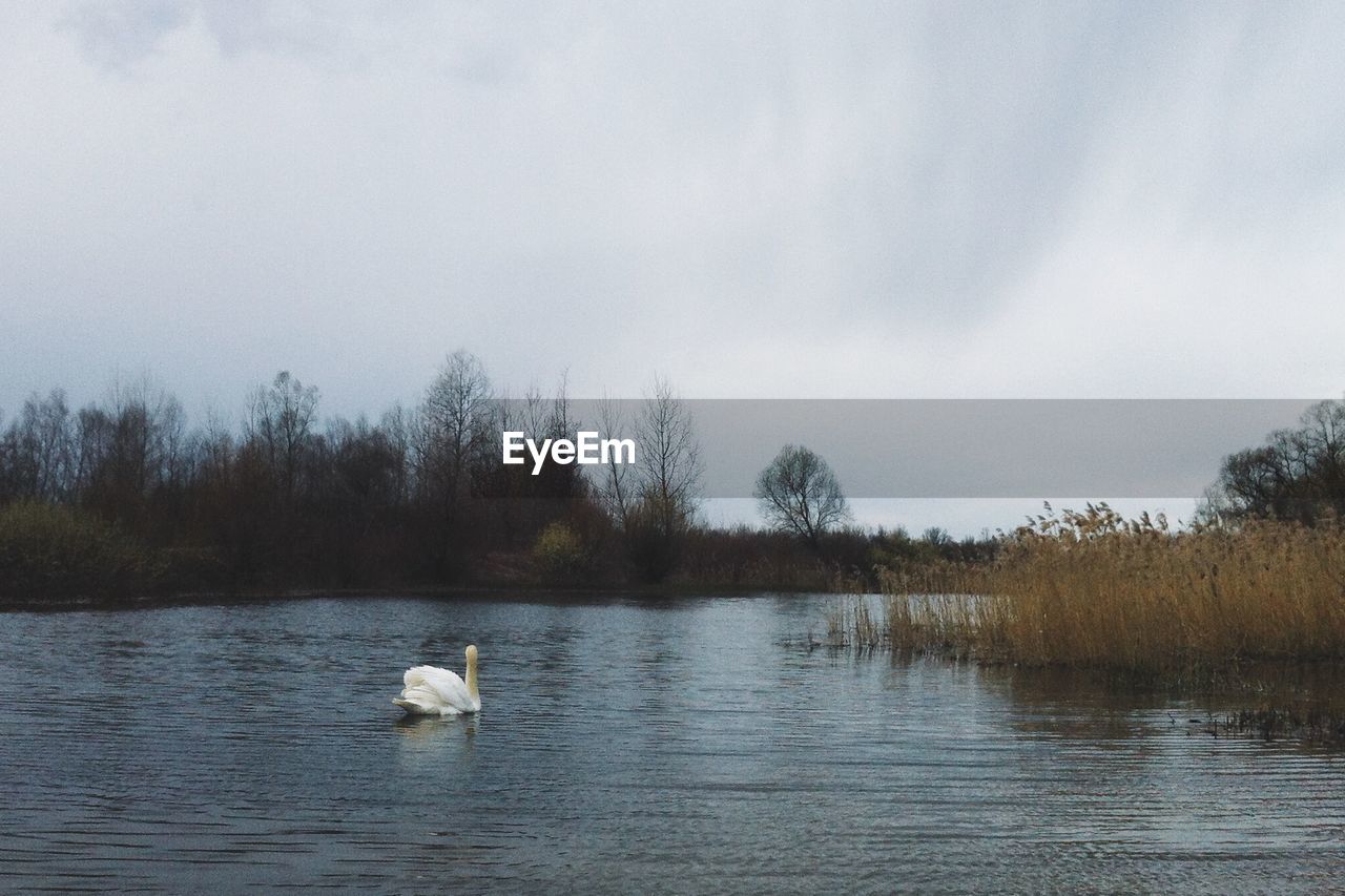 Swan floating on lake against sky