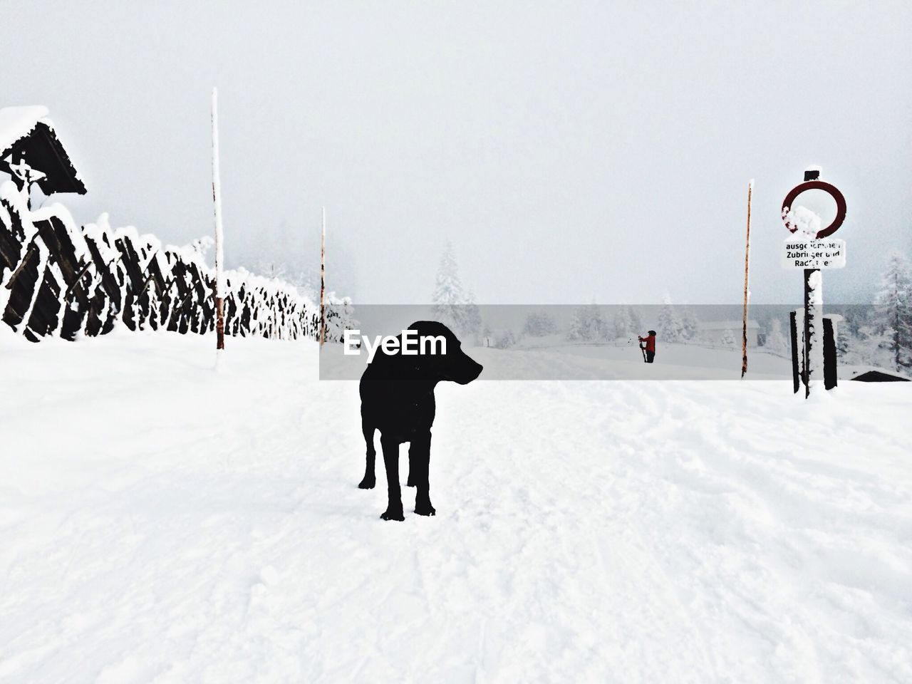 Black dog standing on snow covered land