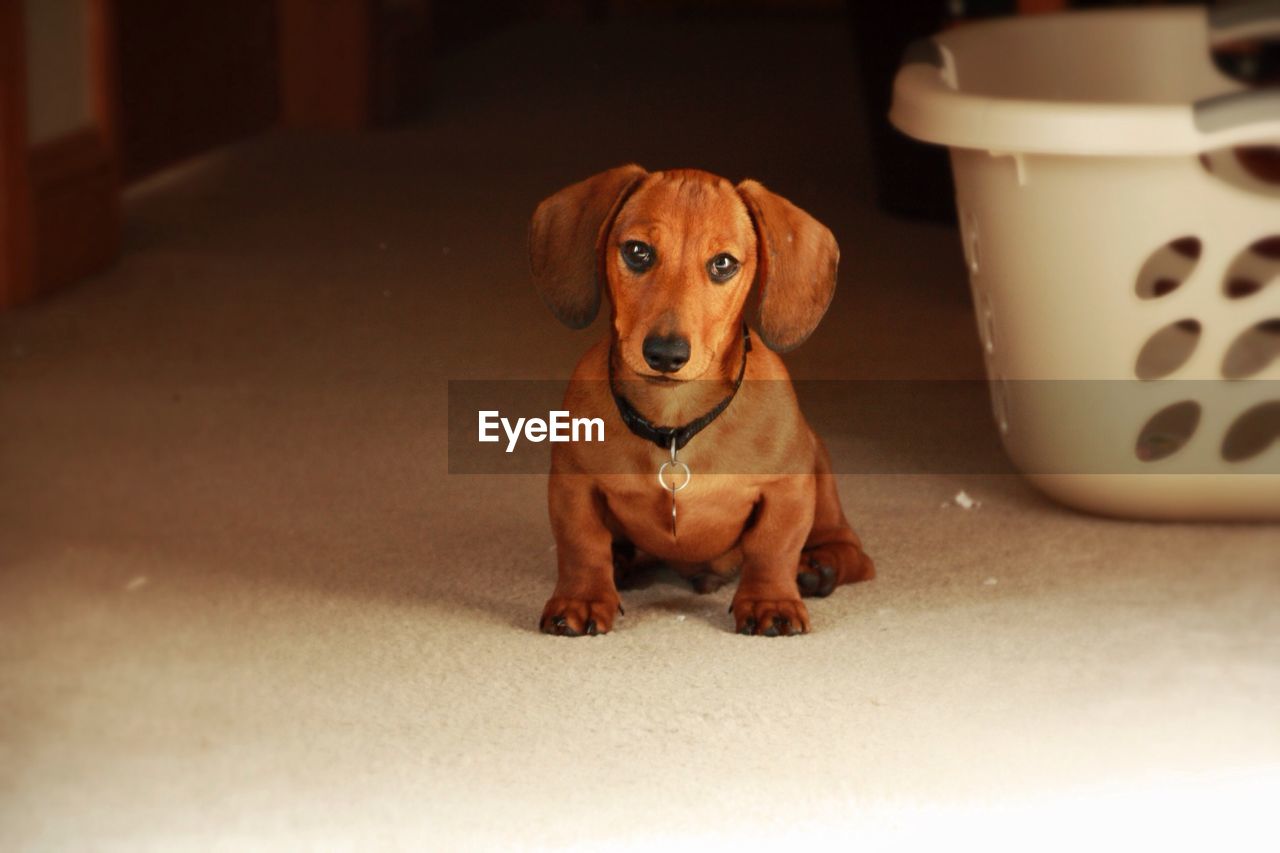 Dachshund dog looking at camera