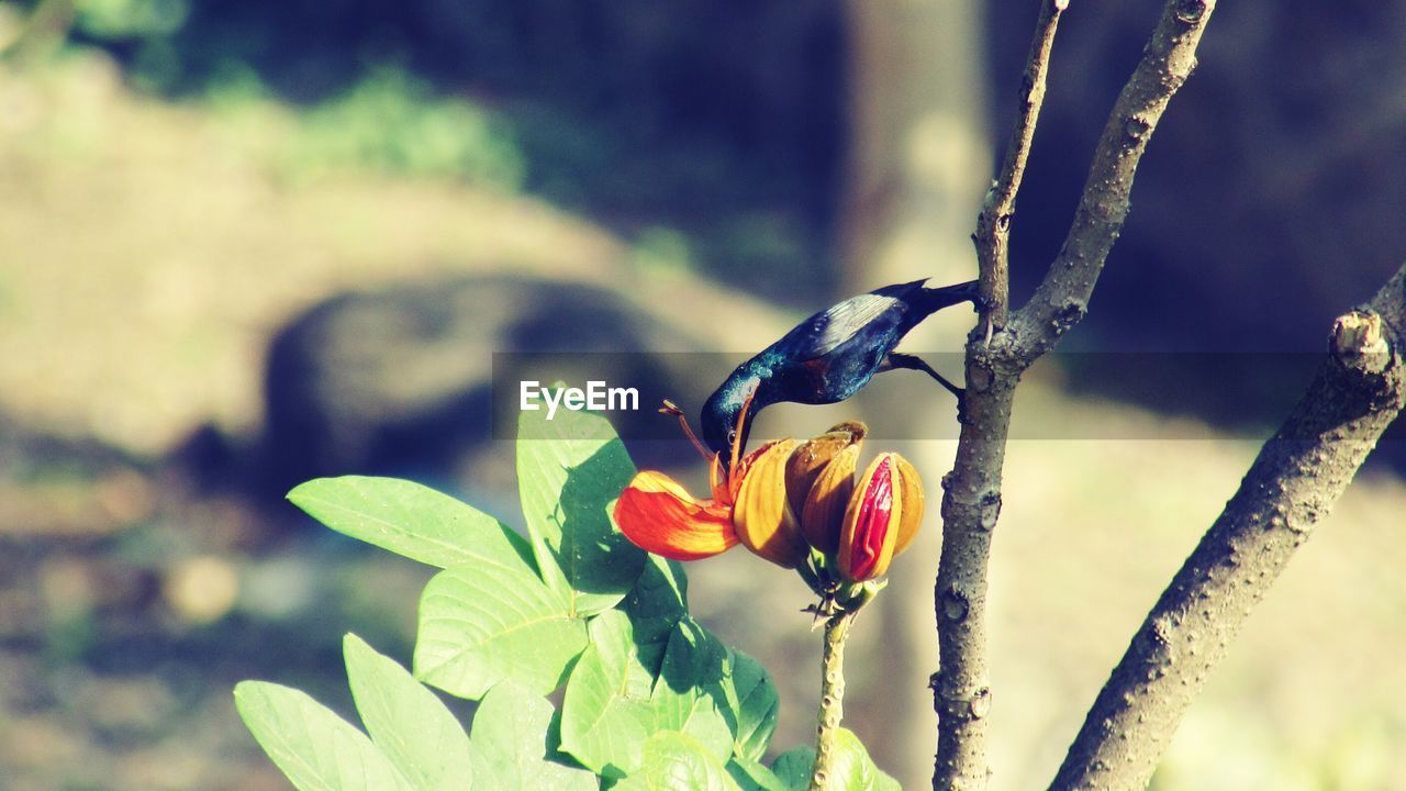 Side view of bird on branch against blurred background